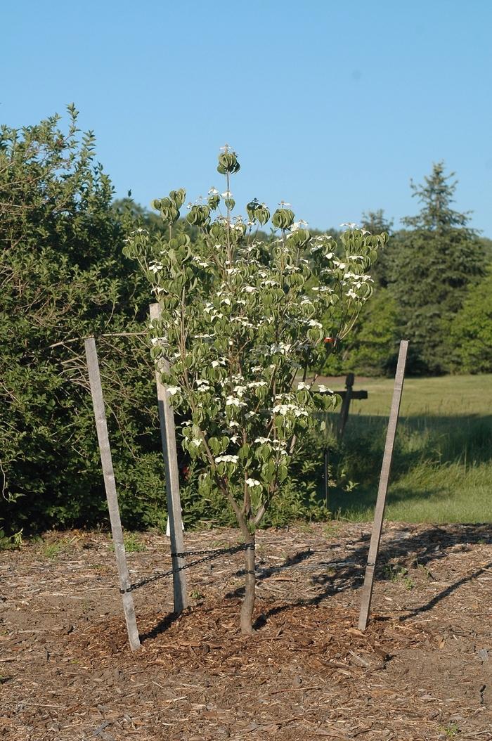 Cornus kousa Galilean™