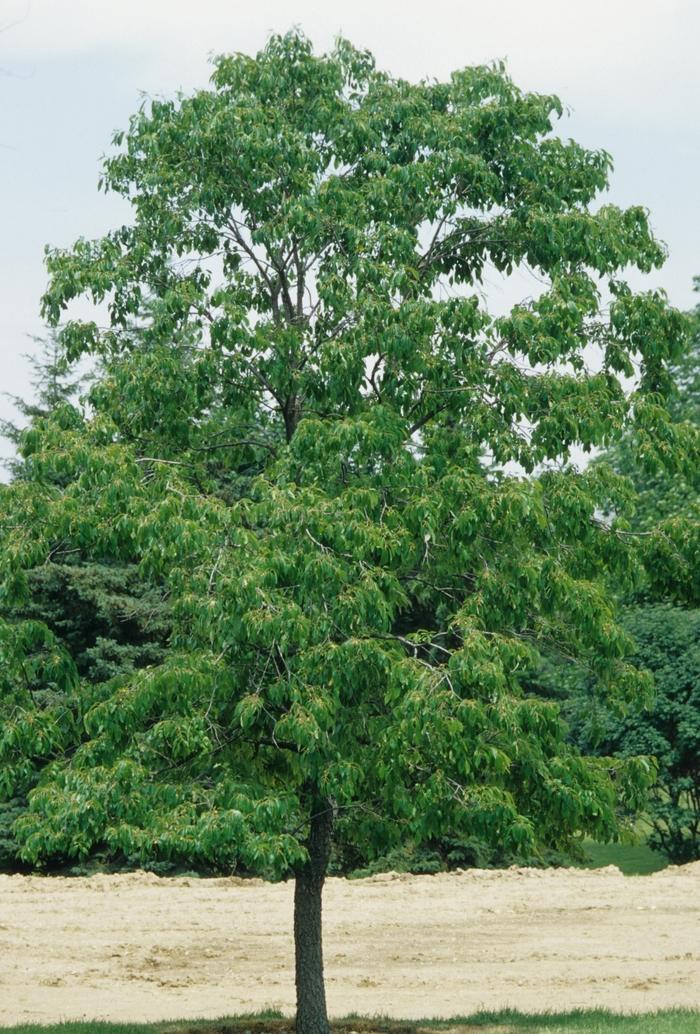 Diospyros virginiana 