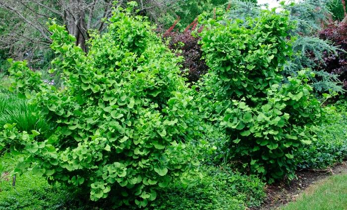 Ginkgo biloba Jade Butterflies
