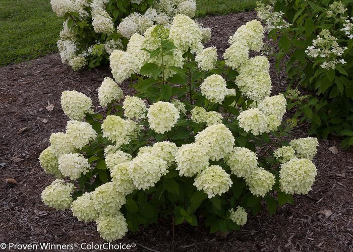 Hydrangea paniculata Jane