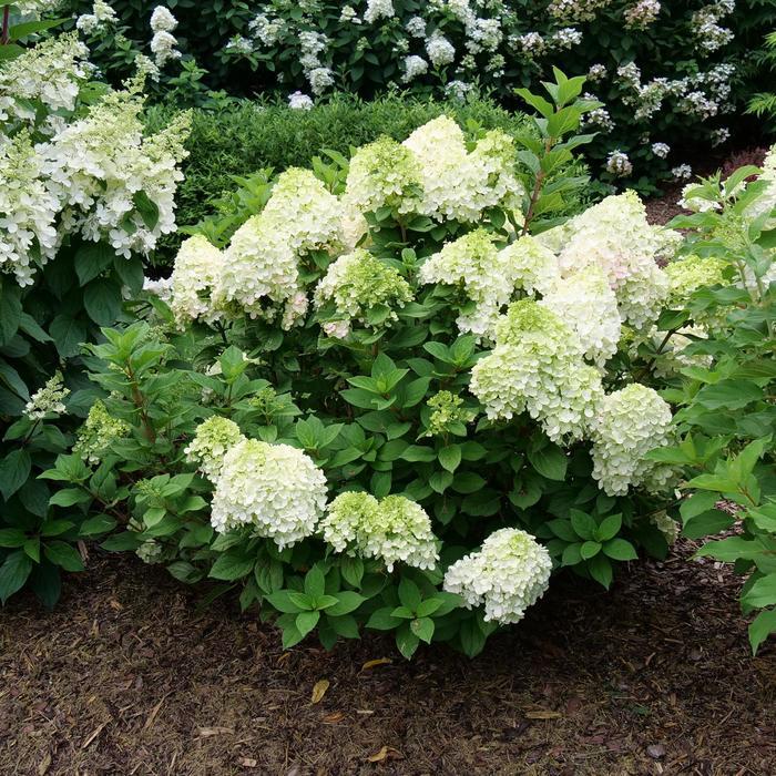 Hydrangea paniculata Little Lime Punch™