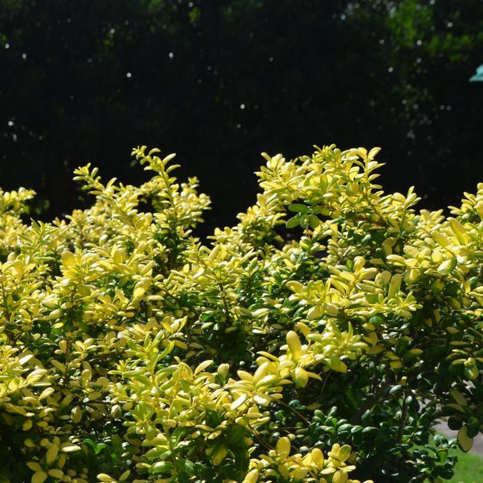Ilex crenata Drops of Gold