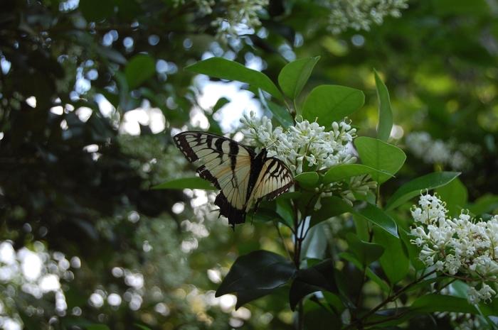 Ligustrum japonicum 