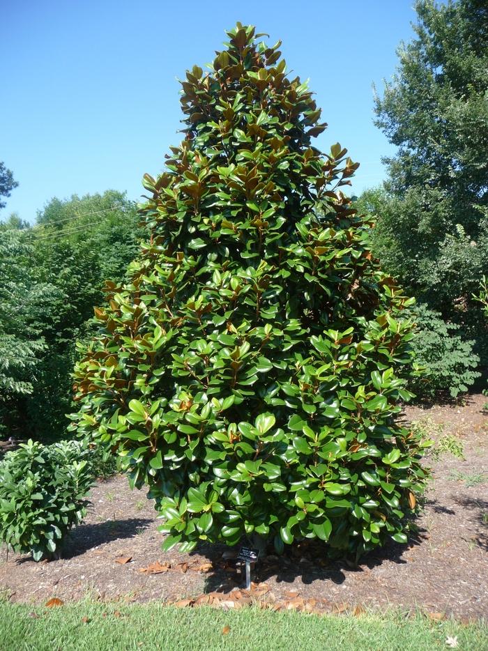 Magnolia grandiflora Teddy Bear®