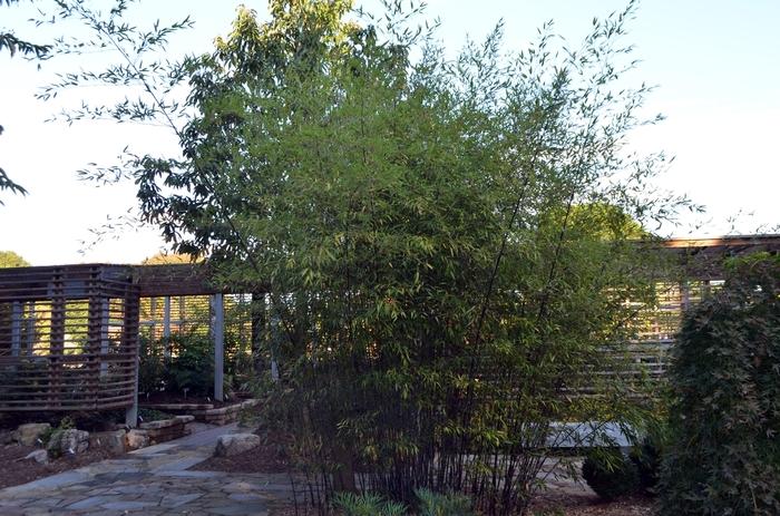 Phyllostachys nigra 