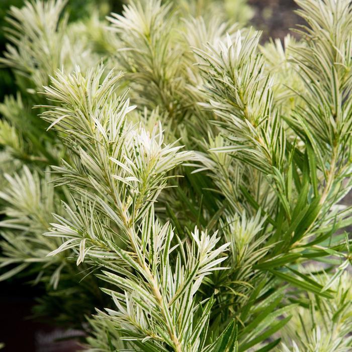 Podocarpus macrophyllus Roman Candle™