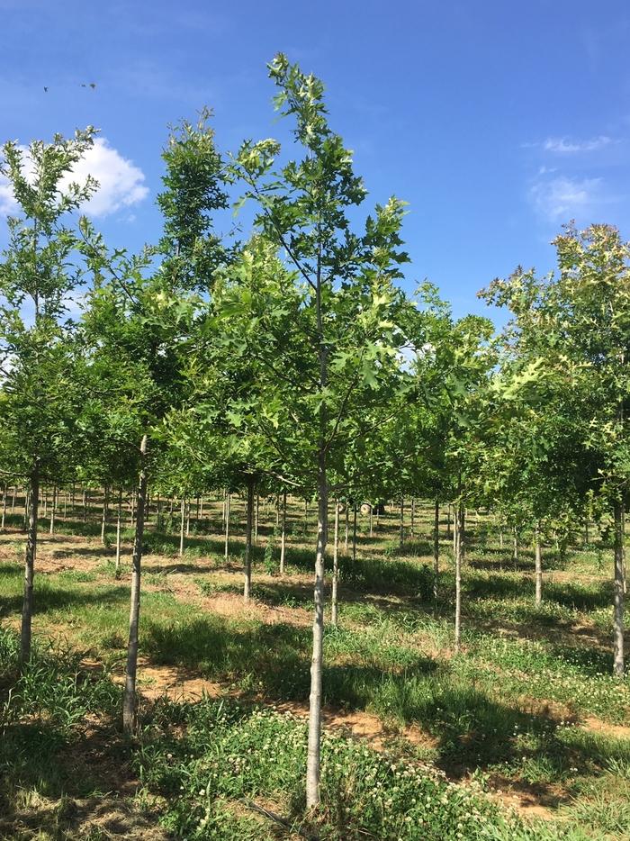 Quercus nuttallii 