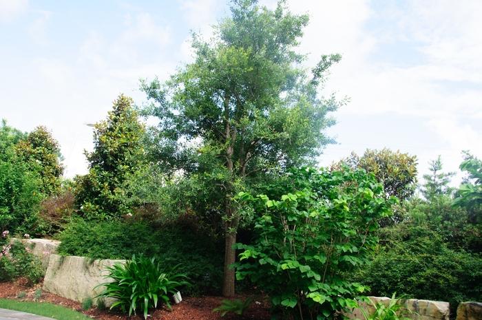 Quercus virginiana 