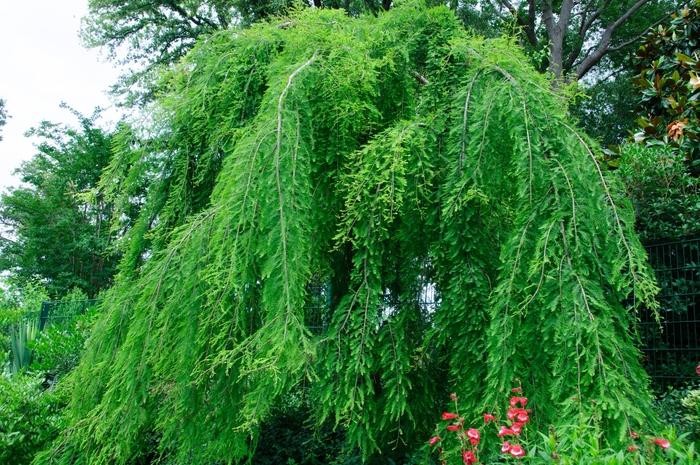 Taxodium distichum Falling Waters