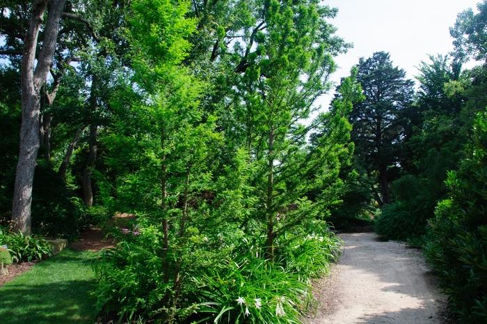 Taxodium distichum Peve Minaret