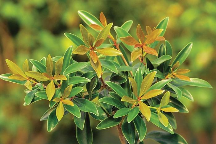 Ternstroemia gymnanthera Bronze Beauty™