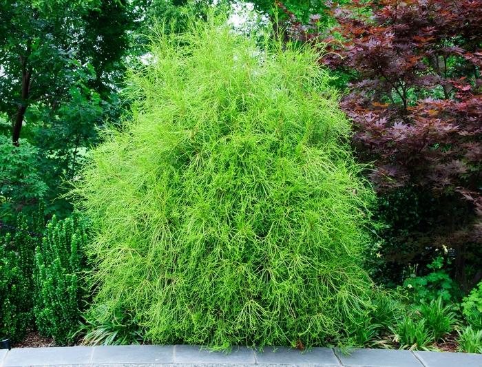 Thuja orientalis Franky Boy