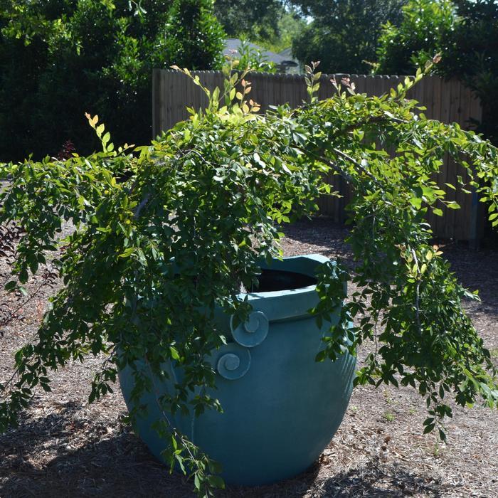 Ulmus alata Lace Parasol