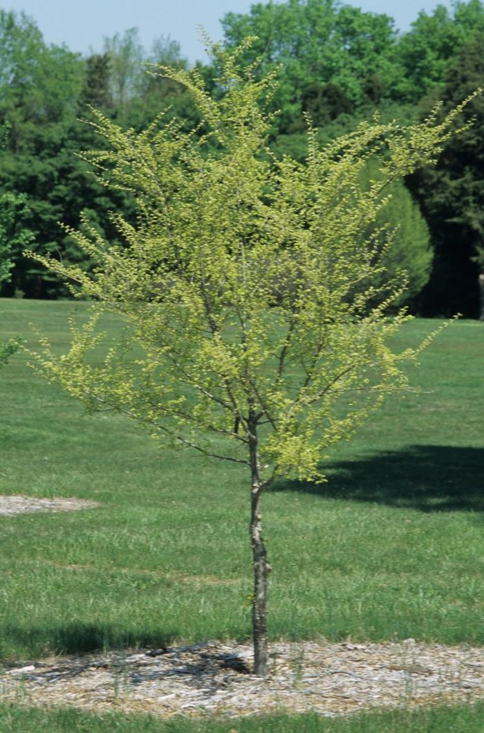 Ulmus americana Princeton