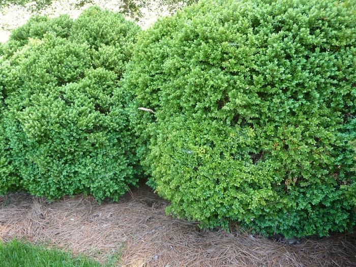 Buxus x Green Velvet