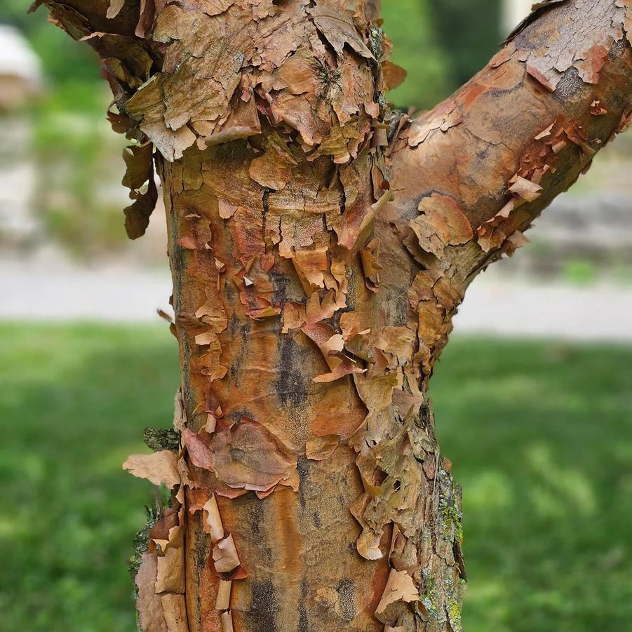 Acer griseum - Paperbark Maple 
