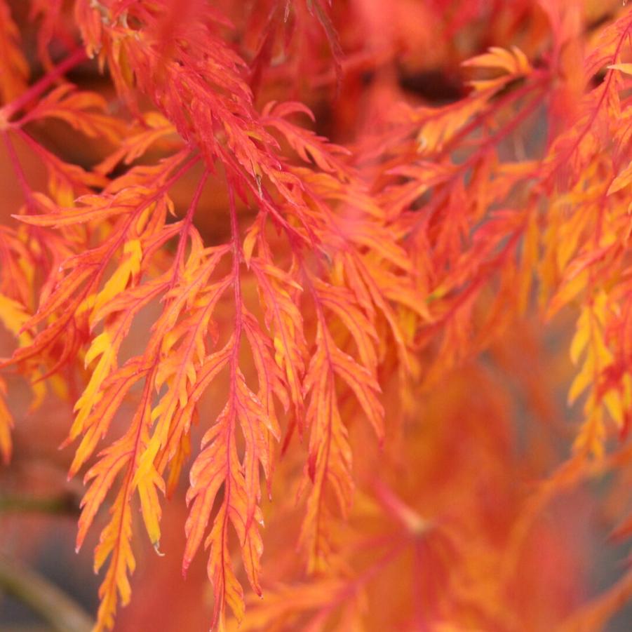 Acer palmatum var. dissectum 'Lemon Lime Lace' - Lemon Lime Lace Weeping Japanese Maple (Green) 