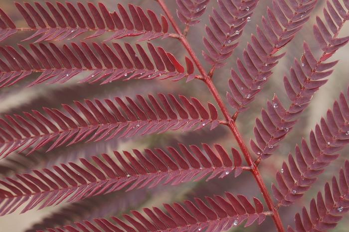 Albizia julibrissin Summer Chocolate
