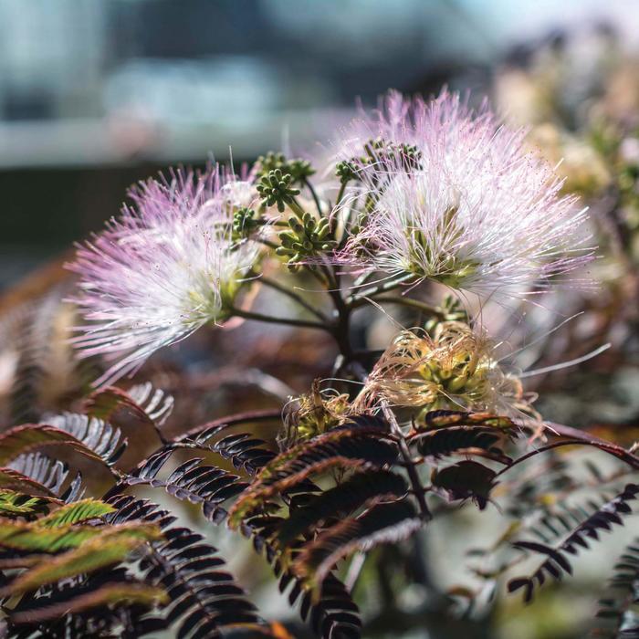 Albizia julibrissin Chocolate Fountains™