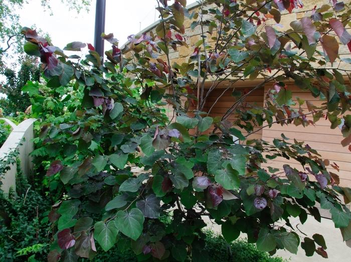 Cercis x Merlot