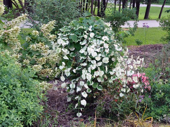 Cercis canadensis Whitewater