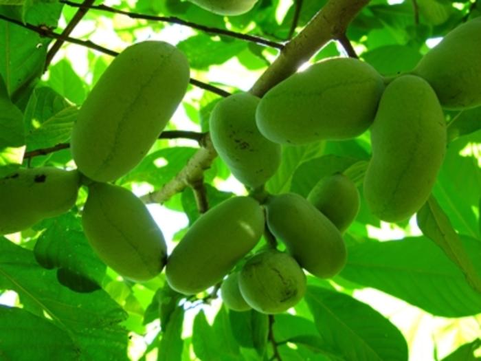Asimina triloba 