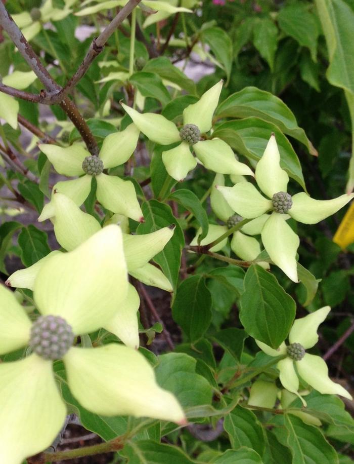 Cornus kousa var. chinensis 