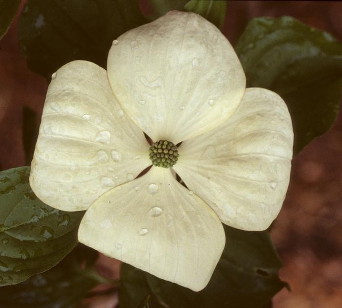 Cornus x Venus