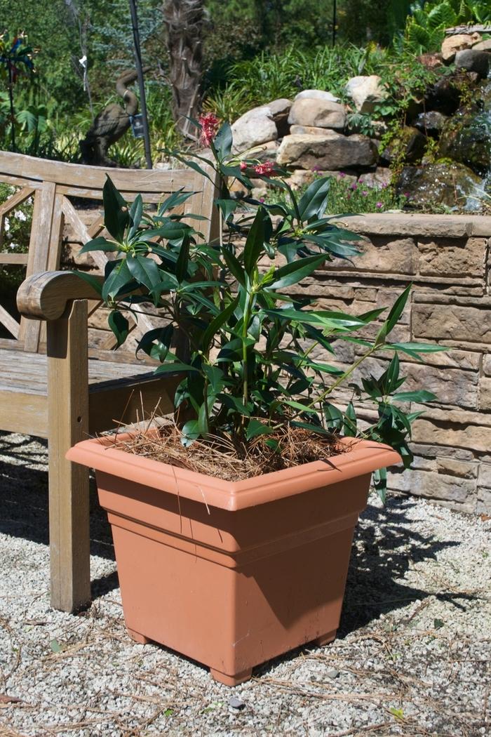 Illicium x Woodland Ruby