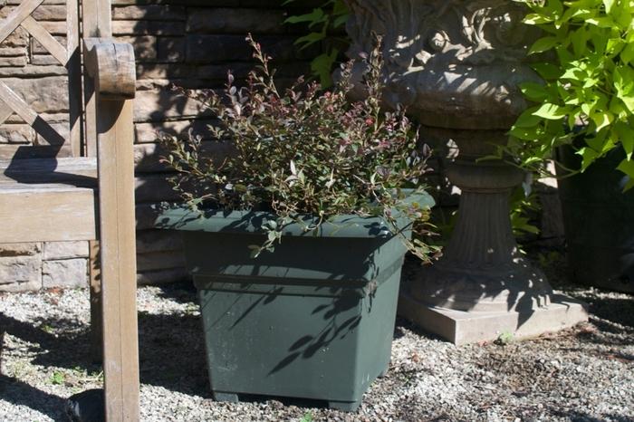 Loropetalum chinense var. rubrum Daruma