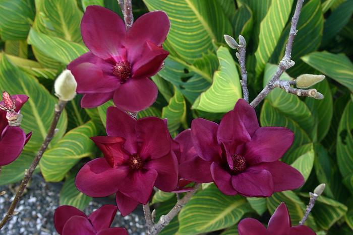 Magnolia x Genie