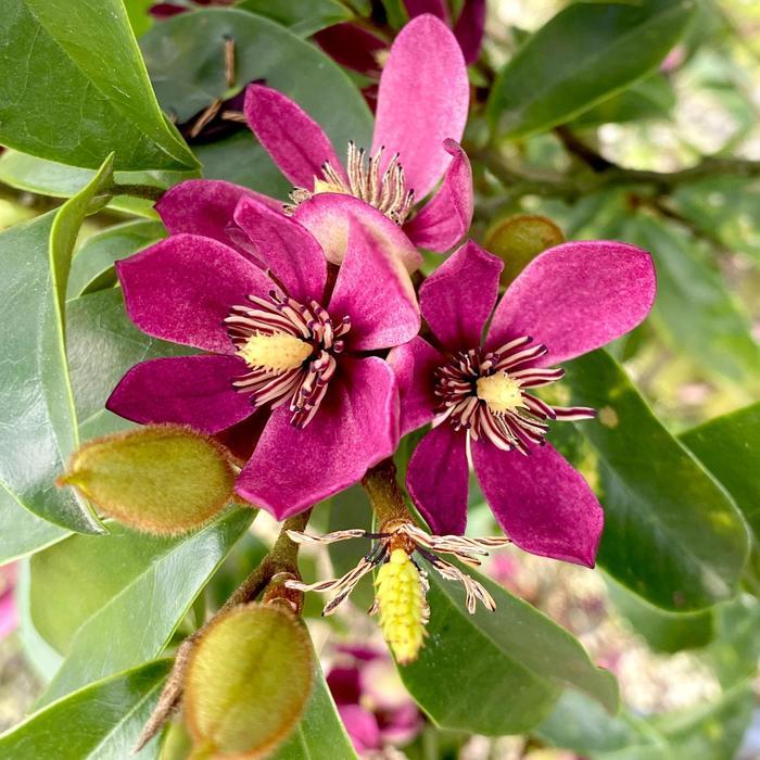 Magnolia x Stellar Ruby