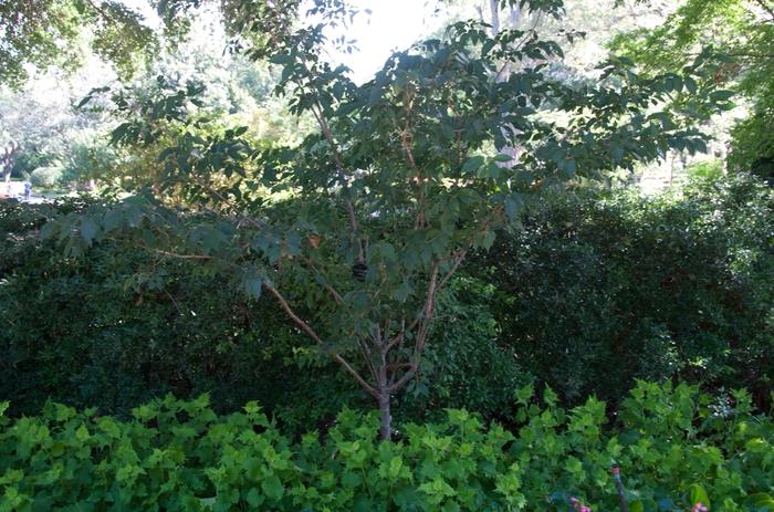 Prunus x subhirtella Autumnalis
