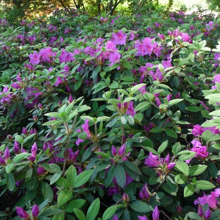 Rhododendron Encore® Conlec