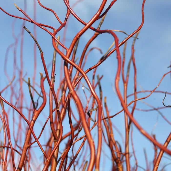 Salix matsudana Scarlet Curls&reg;