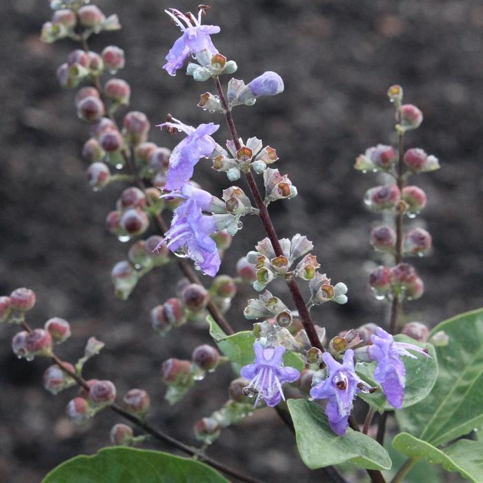 Vitex Summertime Blues®