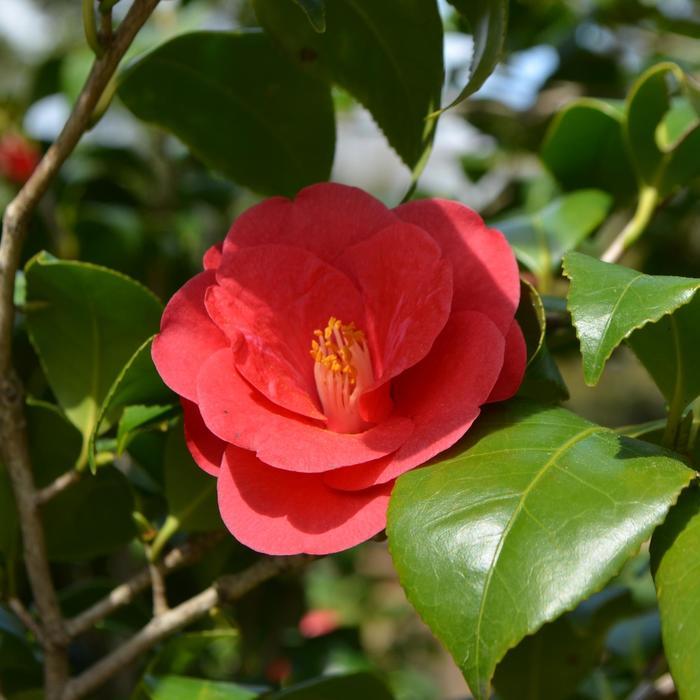 Camellia japonica Greensboro Red