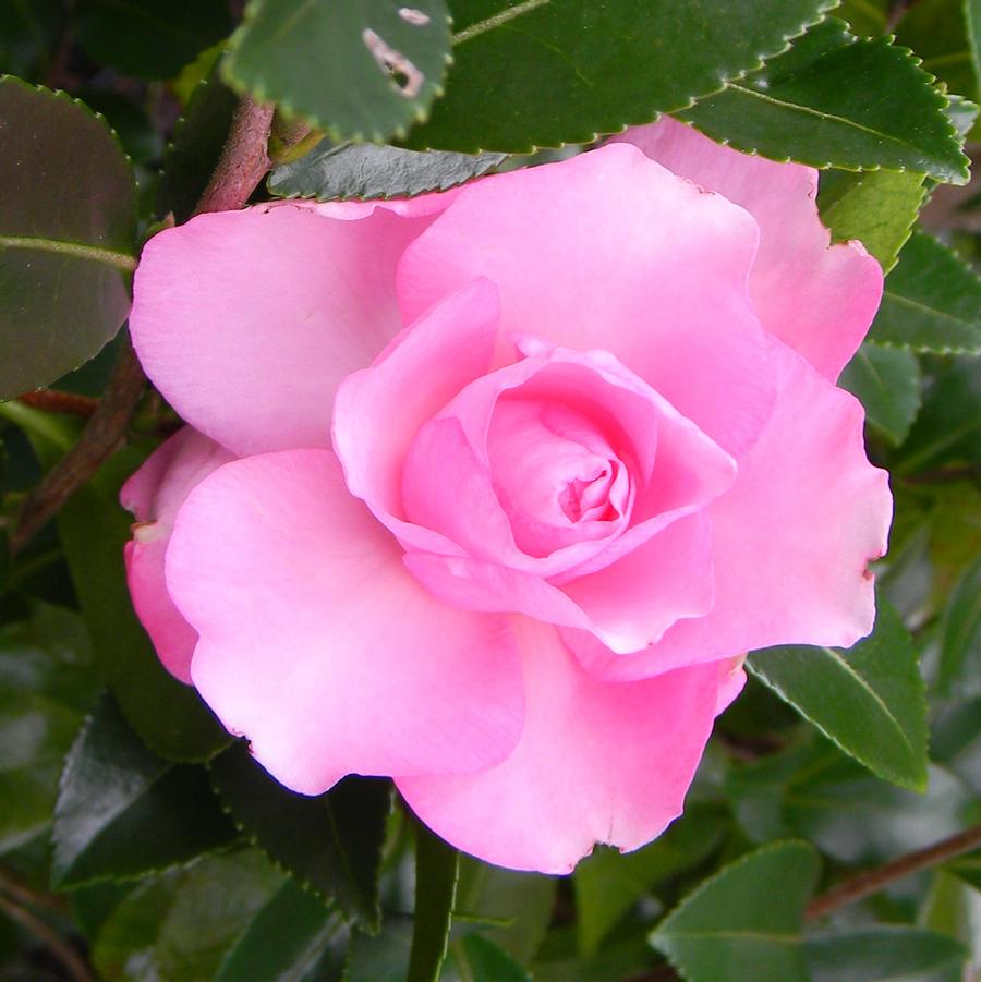 Camellia sasanqua 'Our Linda' - Our Linda Fall Blooming Camellia (pink) ESP from Panther Creek Nursery