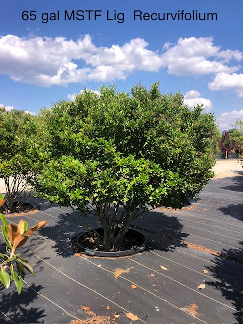 65g Ligustrum japonicum 'Recurvifolium' MSTF from Panther Creek Nursery
June 2026