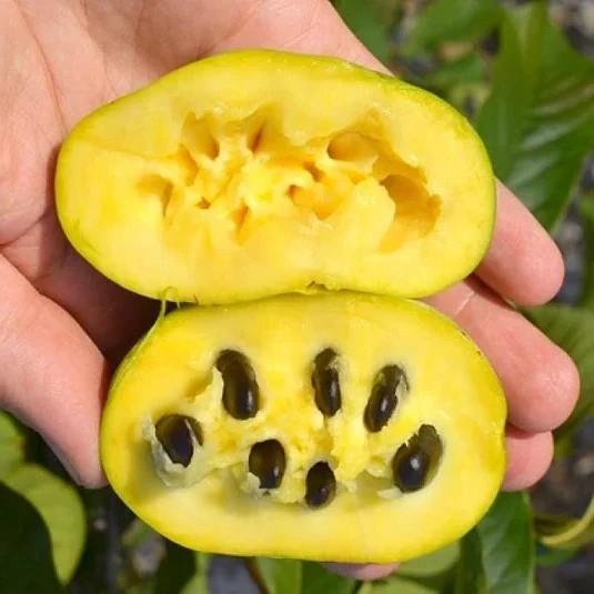 Asimina triloba 'Sunflower' - Sunflower Paw Paw Tree 