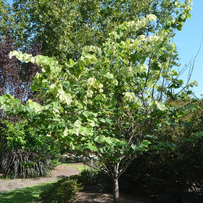 Cercis canadensis Alley Cat
