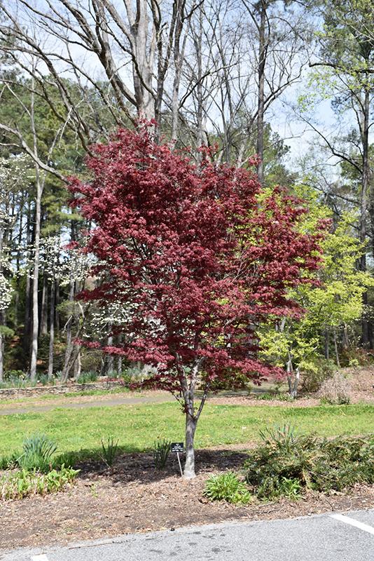 Acer palmatum 'Hefner's Red' - Hefner's Red Japanese Maple 