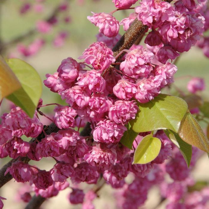 Cercis canadensis Pink Pom Poms