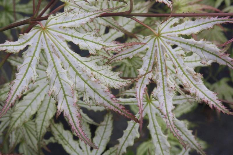 Acer palmatum 'First Ghost' - First Ghost Japanese Maple 