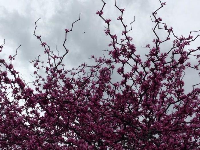 Cercis canadensis Zig Zag&reg;