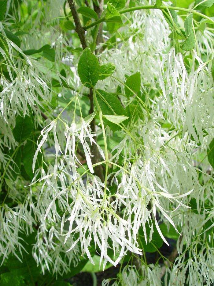 Chionanthus virginicus Spring Fleecing