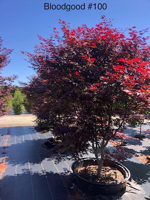 100g Acer palmatum 'Bloodgood' - Bloodgood Japanese Maple from Panther Creek Nursery
May 2026