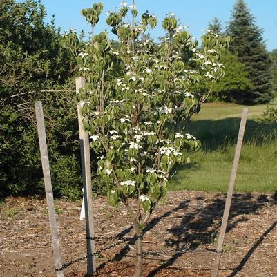 Cornus kousa Galilean™