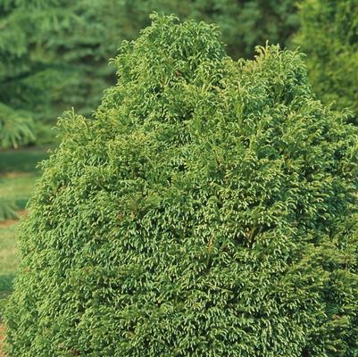 Cryptomeria japonica Globosa Nana