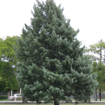 Cupressus arizonica Blue Steel™